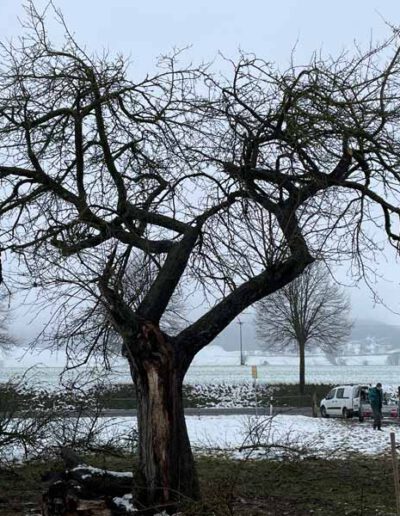 Habitatbaum...