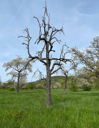 Habitatbaum