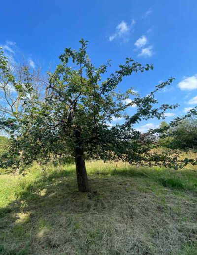 Dieser Baum hat...