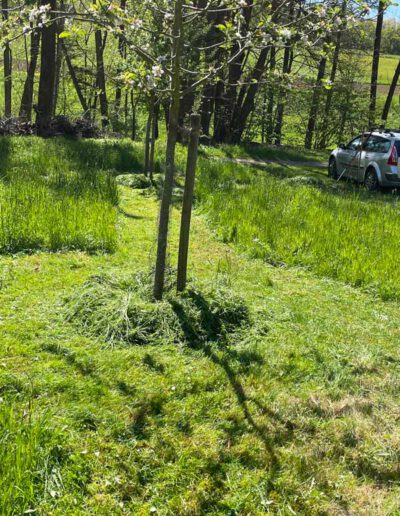 Baumscheibe gehackt und mit Mulchschicht versorgt