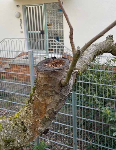 Kappung bei einem Obstbaum