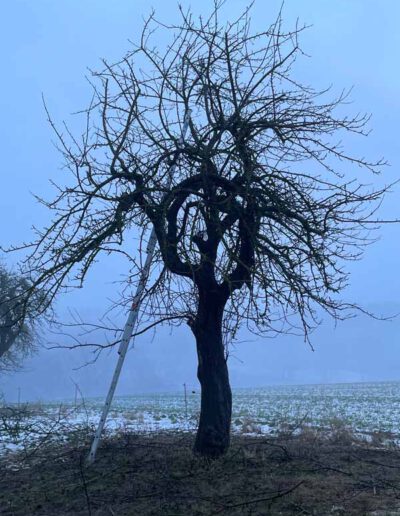 vernachlässigt oder nie geschnitten