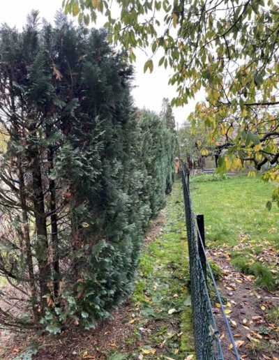 Überwuchs zum Nachbargrundstück entfernt