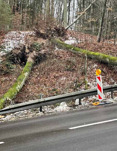 Reste eines auf die Straße geworfenen Baumes