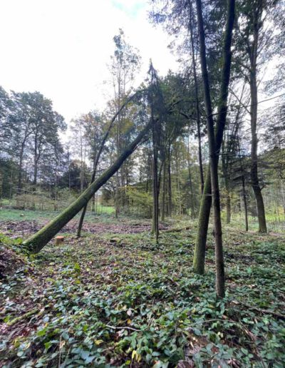 Gefahr durch hängengebliebenen Baum