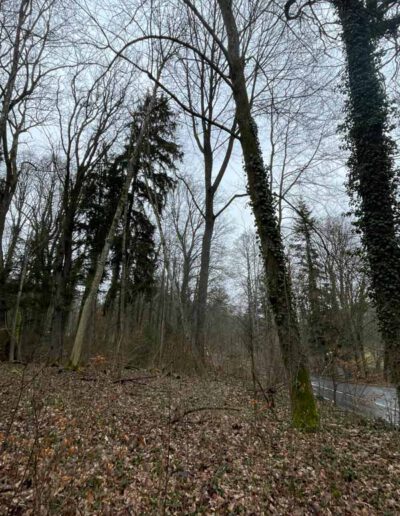 ...dieser Baum neigt sich schon zur Straße